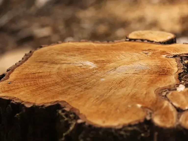 tree stump
