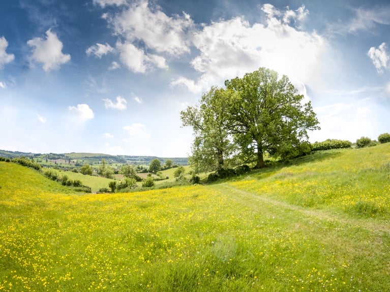 Fields