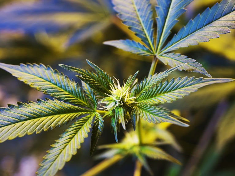 Cannabis