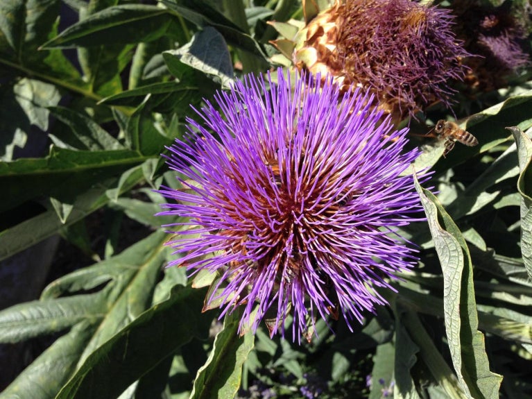 artichoke