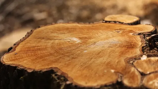 tree stump