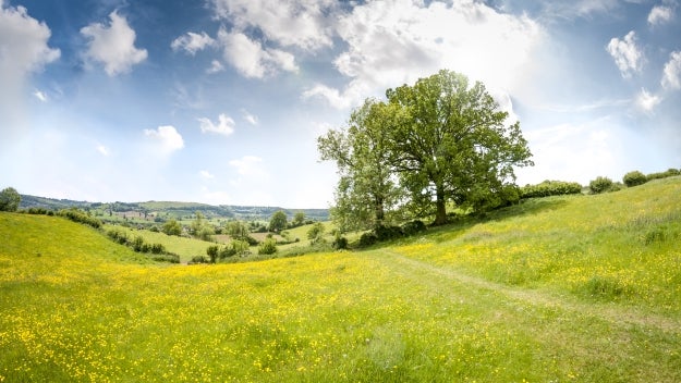 Fields