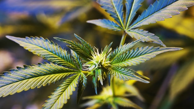Cannabis