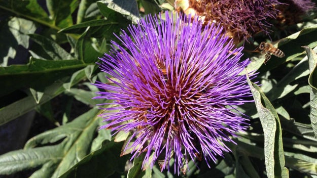 artichoke